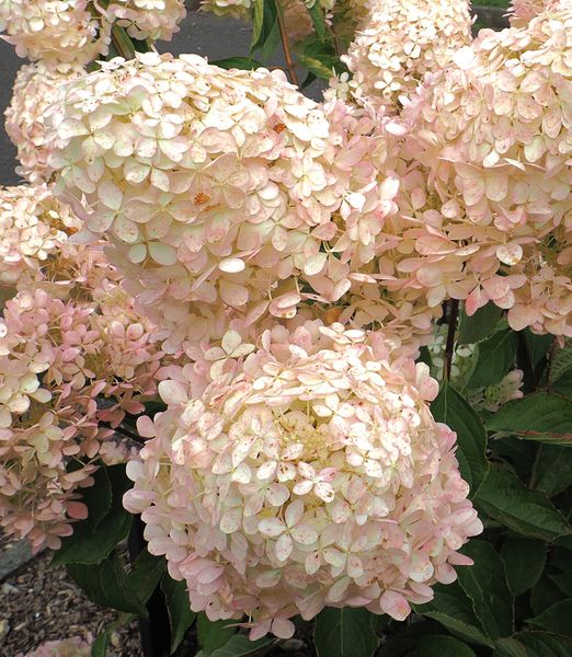 Hydrangea paniculata 'Magical Summer'